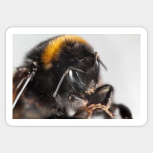 Bumble bee close-up Sticker